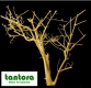 10 x Branch Nano Driftwood **Sonderpreis** Ausverkauf